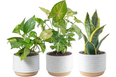 Costa Farms Live Indoor Plants in Decorative Pots, Easy to Maintain, Air Purifying Houseplants, Assorted Varieties, Room or H