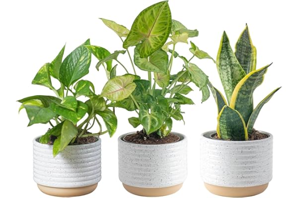 Costa Farms Live Indoor Plants in Decorative Pots, Easy to Maintain, Air Purifying Houseplants, Assorted Varieties, Room or H